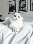 Ragdoll kattunge Stamtavla SVERAK 