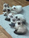 Ragdoll Underbara  Kattungar 