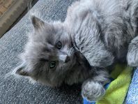 Långhårig kattunge
