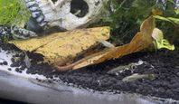 FREE/ giveaway 9 young guppy females