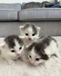 Långhåriga kattungar