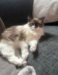 ragdoll med stamtavla