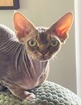 omplacering ung Devon Rex pojke
