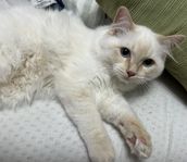 Söta Ragdoll Kattungae