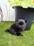 pomeranian valpar