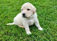 Golden/Labrador