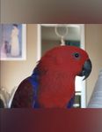 Eclectus papegoja