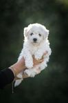 Bichon Frise - En valp kvar(hane)