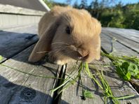 ljuvliga dvärgvädursungar