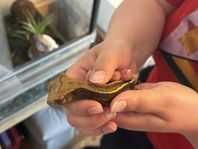 Ögonfransgecko