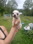 Chihuahua/dvärgpinscher 