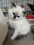 Ragdoll kattungar