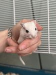 gerbilungar