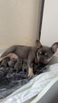 Fransk bulldog valpar 