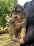 cockerpoo valpar hanar