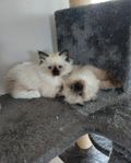 Flyttklara ragdoll kattungar