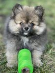 Pomchi, Pomeranian, Chihuahua, Pomchivalp 
