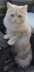 katter