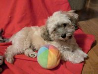 Bichon Havanais