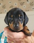 skk registrerade taxvalpar Vågbrytarens kennel