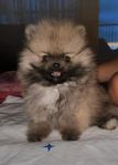Mini Pomeranian 