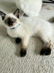 Ragdoll kattungar