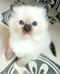 Søta ragdoll kattungar