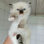 Søta ragdoll kattungar