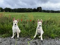 Galicisk schäfer - unika valpar
