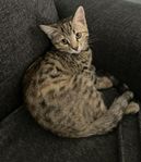 Kattunge