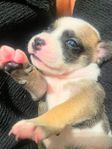 Staffordshire bullterrier valpar