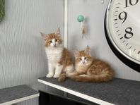 Norsk skogkatt med stamtavla
