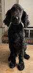 goldendoodle valp leveransklar 