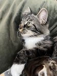 Mysig kattflicka söker extra kärleksfullt hem