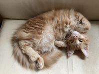 75% MaineCoon hona, 17 v , chippad och vaccinerad x2