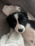 Border collie leveransklar på måndag!