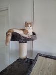 katter 