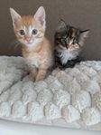 kattungar 