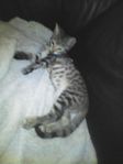 Kattunge hona