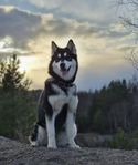 Alaskan Malamute 