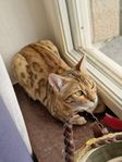 Bengal katt
