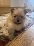 Pomeranian valpar