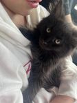 maincoon kattunge