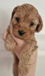 Cavapoo valpar