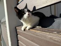 katt