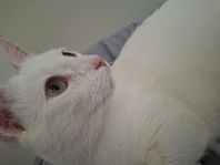 Katt 