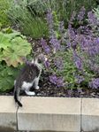 Kattunge 14 veckor