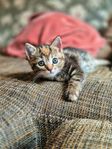 Kattunge hona