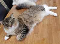 Norsk Skogkatt 10,5 månader stamtavla kastrerad hane