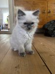 Leveransklar Ragdoll 